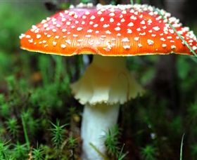 Philosopher Falls - Holiday Sunshine Coast 2