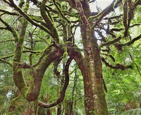 Philosopher Falls - Holiday Sunshine Coast 5