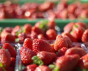  Sunshine Coast Tourism