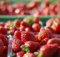 Turners Beach Berry Patch