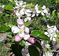 Avro Park Orchards