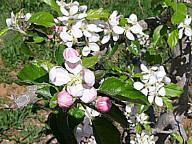 Avro Park Orchards - Sunshine Coast Tourism 0