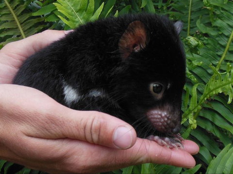 Crawn Motors - Holiday Sunshine Coast 2