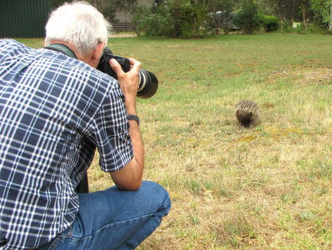 Echidna Walkabout Nature Tours - Sunshine Coast Tourism 5