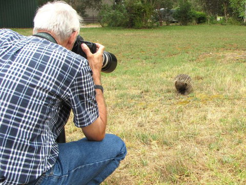Echidna Walkabout Nature Tours - Sunshine Coast Tourism 8