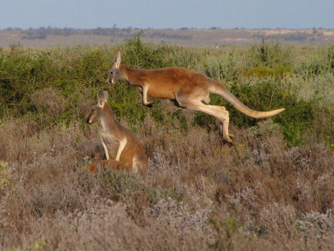 Echidna Walkabout Nature Tours - Sunshine Coast Tourism 11