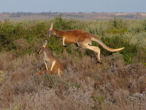 Echidna Walkabout Nature Tours - Sunshine Coast Tourism 14