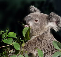 Koala Transfers - Sunshine Coast Tourism