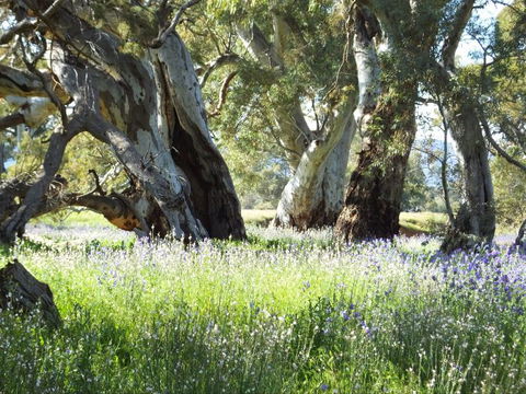 Aussie Heritage Tours - Sunshine Coast Tourism 3