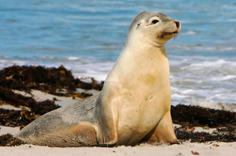 Kangaroo Island Odysseys - Sunshine Coast Tourism 10