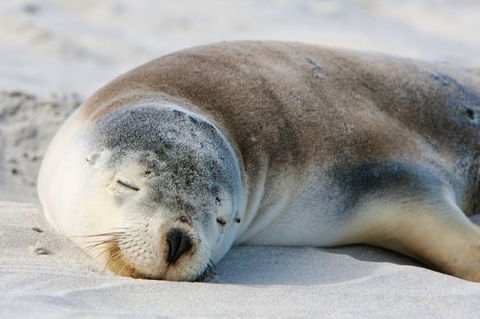 Kangaroo Island Odysseys - Sunshine Coast Tourism 18