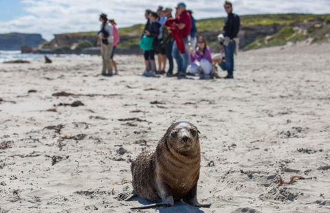 Kangaroo Island Odysseys - Sunshine Coast Tourism 20