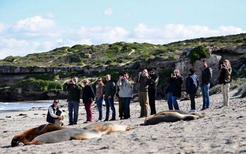 Kangaroo Island Odysseys - Sunshine Coast Tourism 27
