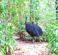 Daintree Safaris - Sunshine Coast Tourism
