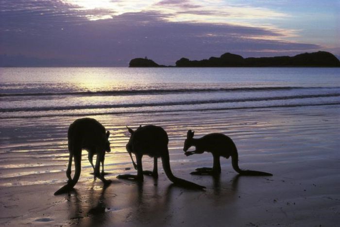 Seaforth QLD Sunshine Coast Tourism