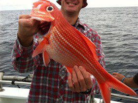 Goin' Off Safaris - Holiday Sunshine Coast 2