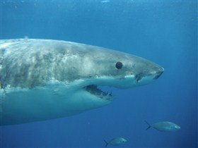 Goin' Off Safaris - Holiday Sunshine Coast 4