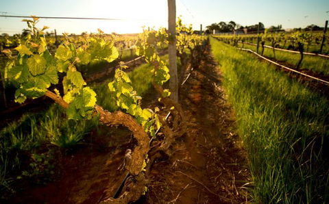 Kaesler Old Vine Vineyard Tour - Holiday Sunshine Coast 0