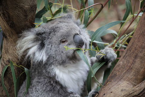 Oceania Tours And Safaris - Holiday Sunshine Coast 2