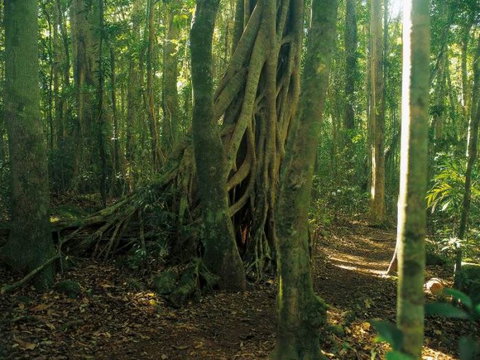 Tullawallal Circuit - Sunshine Coast Tourism 0