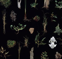 Weswal Gallery - Holiday Sunshine Coast