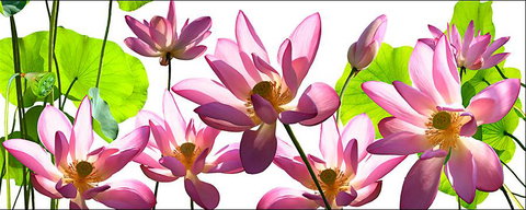 Tin Shed Art Gallery - Sunshine Coast Tourism 3