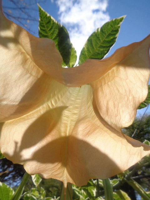 Marysworldart Bali Imports - Holiday Sunshine Coast 1