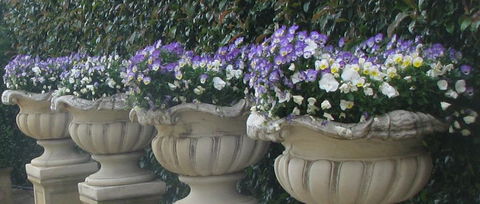 Gardenalia Open Garden And Rare Plant Nursery - Holiday Sunshine Coast 0