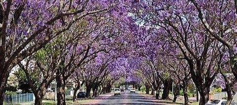 Yamba Tours And Charters - Holiday Sunshine Coast 6