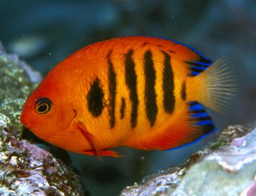 Stratford QLD Sunshine Coast Tourism