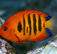 Cairns Marine