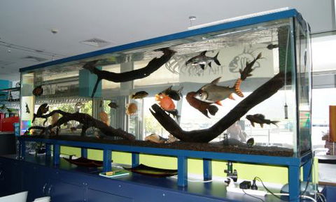 Aquariums In Cairns - Sunshine Coast Tourism 2