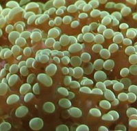 River to Reef Aquarium - Sunshine Coast Tourism