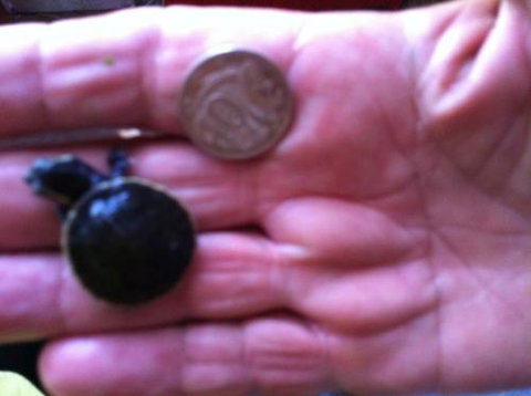 Hurley’s Aquariums - Holiday Sunshine Coast 0