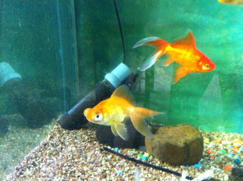 Hurley’s Aquariums - Holiday Sunshine Coast 2