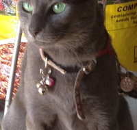 Pets and Saddles - Sunshine Coast Tourism