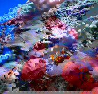 Tropical Marine Centre - Sunshine Coast Tourism