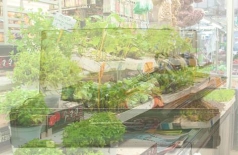 Dapto Markets - Sunshine Coast Tourism 2