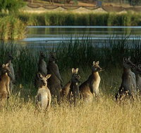 Canberra - The National Capital  Full Day Private Tour  Departs from Sydney - Sunshine Coast Tourism