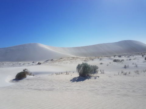 Pinnacles Desert, Koalas And Sandboarding 4WD Day Tour From Perth - Sunshine Coast Tourism 2