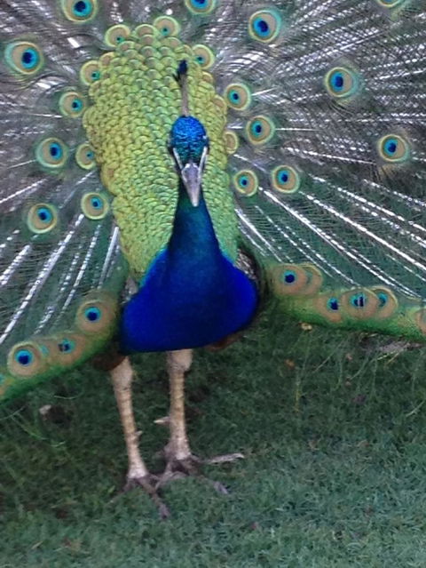 Pinnacles Desert, Koalas And Sandboarding 4WD Day Tour From Perth - Sunshine Coast Tourism 22