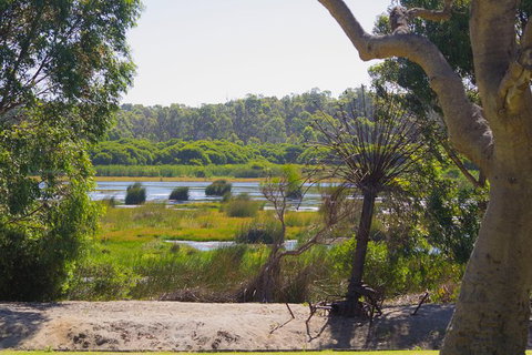 Pinnacles And Yanchep National Park Day Trip From Perth Including Lobster Shack Lunch And Sandboarding - Holiday Sunshine Coast 10