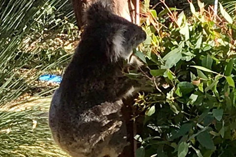 Pinnacles And Yanchep National Park Day Trip From Perth Including Lobster Shack Lunch And Sandboarding - Holiday Sunshine Coast 6