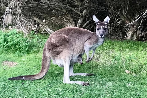 Pinnacles And Yanchep National Park Day Trip From Perth Including Lobster Shack Lunch And Sandboarding - Holiday Sunshine Coast 8