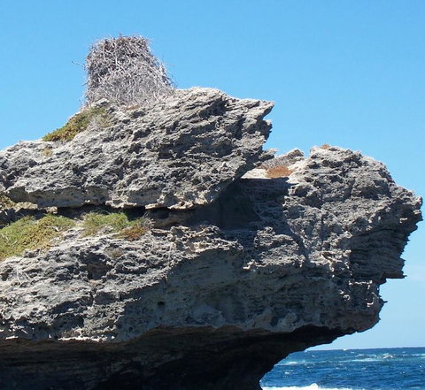 Rottnest Island Tour From Perth Or Fremantle Including Adventure Speed Boat Ride - Sunshine Coast Tourism 7