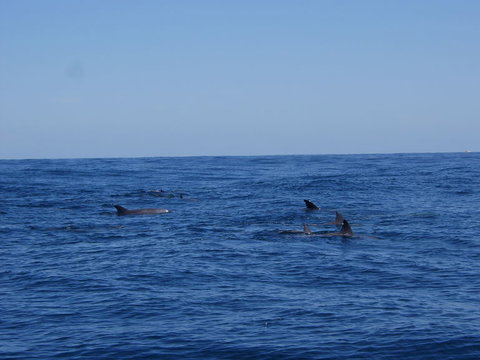 Rottnest Island Tour From Perth Or Fremantle Including Adventure Speed Boat Ride - Sunshine Coast Tourism 6