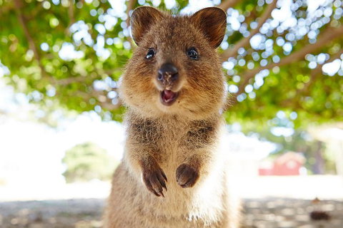 Rottnest Island Tour From Perth Or Fremantle Including Bus Tour - Sunshine Coast Tourism 6