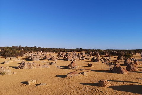 Pinnacles Day Trip From Perth Including Yanchep National Park - Sunshine Coast Tourism 6