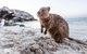 Fremantle To Rottnest Island Roundtrip Ferry Ticket - thumb 3