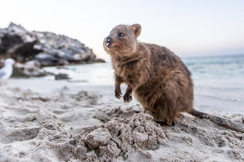 Fremantle To Rottnest Island Roundtrip Ferry Ticket - Sunshine Coast Tourism 3